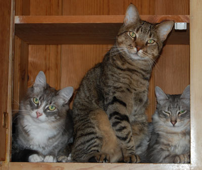 Me hanging in the laundry cupboard 